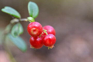 lingonberry berries