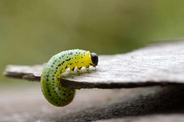 caterpillar on a bark