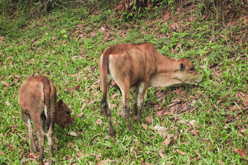 Mother Cow and Calf Grazing in Farm Meadow - Cattle Breeding and Livestock Agriculture