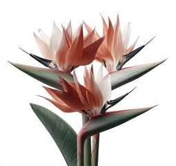 Three Vibrant Strelitzia Flowers Peachyorange