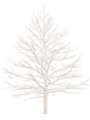 Fototapeta premium 白樺の静寂