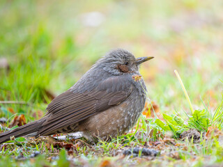 地面を歩くヒヨドリ