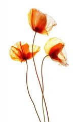 Delicate, dried poppies against white