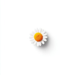 Single daisy, white petals, bright orange center, on plain white background