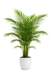 Areca palm plant in white pot isolated on white background / Tanaman palem areca dalam pot putih dengan latar polos