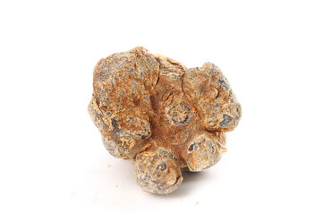 Wenshan Panax Pseudoginseng Root Yunnan Traditional Chinese Medicine Herb Collection