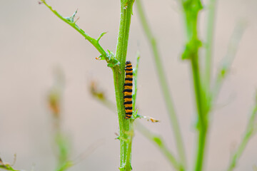 Macro details of an orange caterpillar on a branch