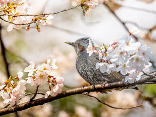 桜とヒヨドリ