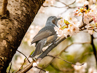 桜とヒヨドリ