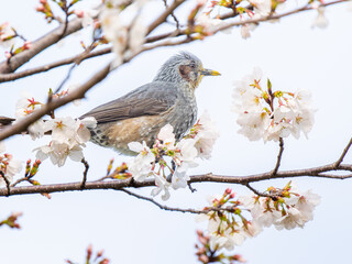 桜とヒヨドリ