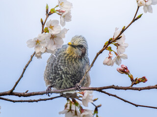 桜とヒヨドリ