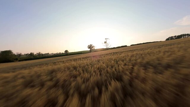 Aerial view of golden field and trees in the landscape, with the sun shining through, creating a warm, inviting scene, Oakham, Rutland, United Kingdom.