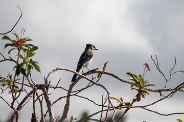 Bird on tree branch with cloudy sky horizon
