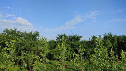 Naklejka premium A beautiful sunny day with a clear blue sky over a green forest of lush trees