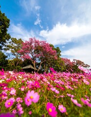Obraz premium Pink cosmos flowers with trees and sky