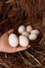 Fresh Farm-Raised Eggs in Hand with Natural Straw Nest Background