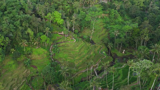 Aerial view over scenic lush green UNESCO Tegallalang rice terraces in Bali