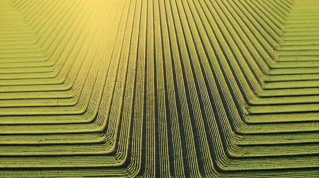 Towering corn stalks form an intricate labyrinth in a farm maze, viewed from a high aerial perspective during a vibrant sunset.