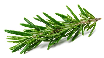 Fototapeta premium rosemary branch isolated.