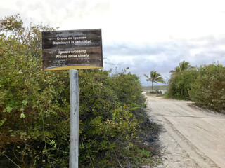 Iguana crossing sign in English and Spanish on sandy Galapagos path with iguana tracks.