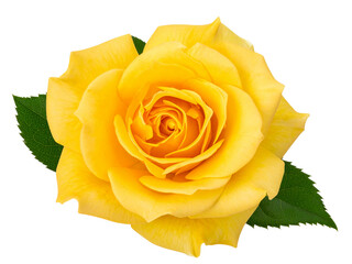 yellow rose on white background