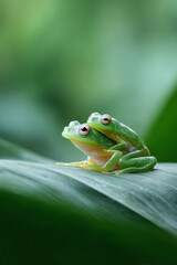Fototapeta premium Two vibrant green tree frogs, symbolizing connection harmony, rest upon a lush leaf. Perfect for nature blogs, ecological projects, and wellness campaigns.