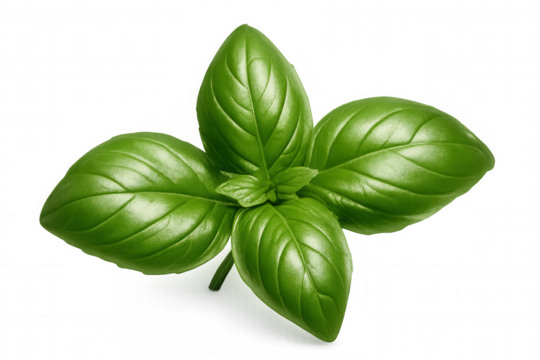 Vibrant basil leaves, isolated on a transparent background, offering versatile usage for food and culinary designs