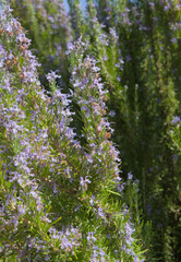 Obraz premium Rosemary plant bush in bloom