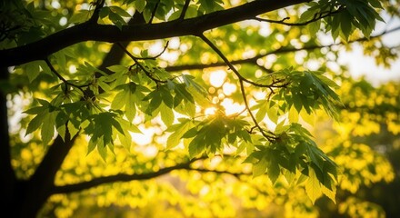 Sunlight shining through green leaves in forest creating beautiful bokeh effect scene