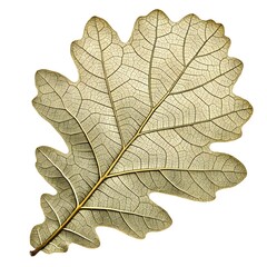 Fototapeta premium Macedonian Oak Leaf Rare Balkan Foliage with Vibrant Green Hue and Strongly Defined Lobes Captured on Pure White Background Highlighting Regional Heritage and Minimal Natural Elegance