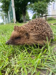 hedgehog in the grass
