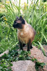 Mekong Bobtail cat standing on stone in garden surrounded by green plants