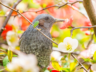 ボケの花とヒヨドリ