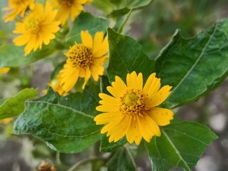 yellow sunflower in the garden