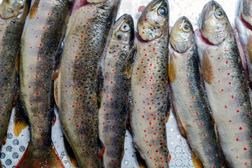 fresh Balkan trout