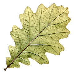 Fototapeta premium Turkey Oak Leaf Elegant Mediterranean Foliage with Deep Green Color and Narrow Jagged Lobes Displayed on Pure White Background Highlighting Exotic Heritage Beauty and Minimal Natural Elegance