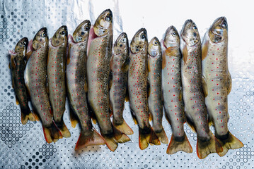 fresh Balkan trout