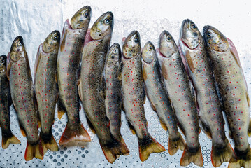freshly salted fish