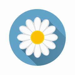 Charming white daisy with vibrant yellow center, symbolizing spring's fresh beginnings and natural beauty