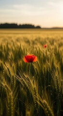 Obraz premium A vibrant red poppy stands tall in a sun-drenched golden wheat field at sunset, bathed in warm, soft light, creating a serene and picturesque natural scene.