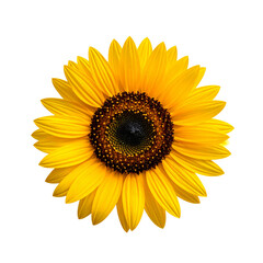 Fototapeta premium Sunfollower transparent background