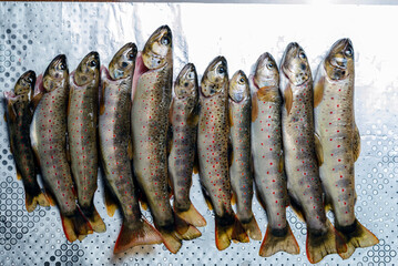 fresh Balkan trout
