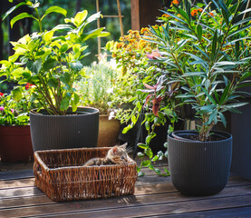 Small striped playful baby kitten in a straw basket on the terrace of a country house