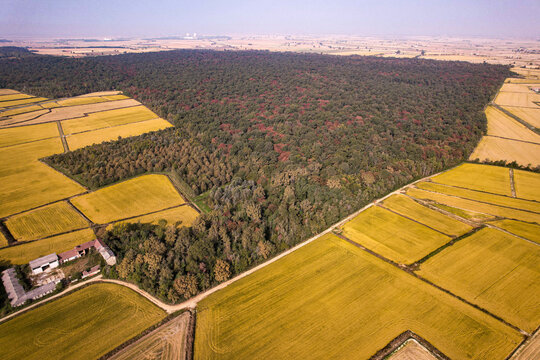 Aerial view of autumnal forest embraced by golden rice fields near Cascina Guglielmina, a tapestry of nature's hues, Bosco delle Sorti della Partecipanza, Piemonte, Italy.