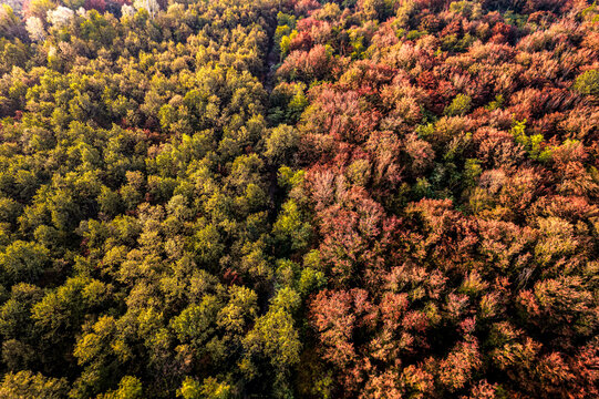 Aerial view of autumn's vibrant tapestry, where emerald and ruby forests meet, painting a breathtaking panorama from above, Bosco delle Sorti della Partecipanza, Piemonte, Italy.