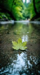 Fototapeta premium A single vibrant green leaf rests on the shallow bed of a tranquil creek, reflecting in the clear water. Lush forest surrounds the scene