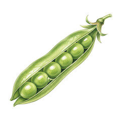 Detailed illustration of a fresh green pea pod with six ripe peas inside isolated on transparent background