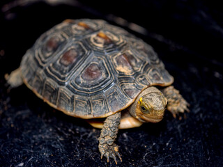 セマルハコガメのアップ