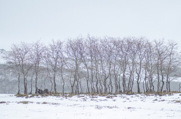 A line of bare trees on a snow covered field in a minimalist landscape The Silence of Winter