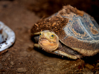 セマルハコガメのアップ